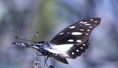 Graphium leonidas leonidas