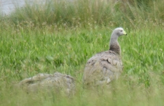 Cereopsis novaehollandiae