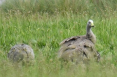 Cereopsis novaehollandiae