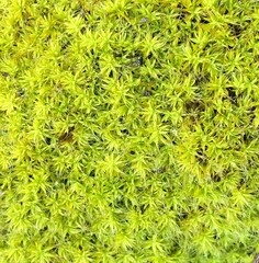 Pseudocrossidium crinitum