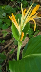 Canna indica