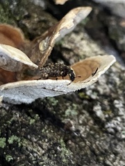 Euparius