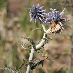 Echinops siculus