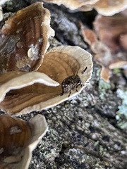 Euparius