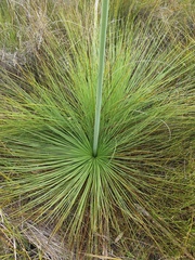 Xanthorrhoea fulva
