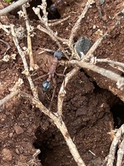 Myrmecia
