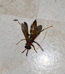 Aphanilopterus