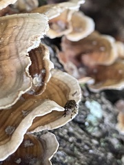 Euparius