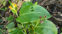 Canna indica