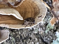 Euparius