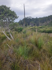 Xanthorrhoea fulva