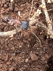 Myrmecia