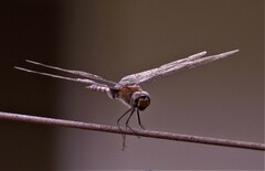 Tramea limbata