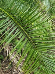 Phoenix canariensis
