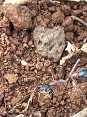 Myrmecia