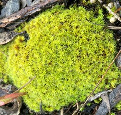 Pseudocrossidium crinitum