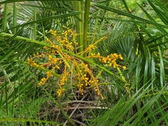 Phoenix canariensis