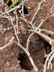 Myrmecia