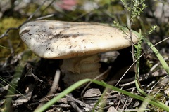 Amanita ochrophylla
