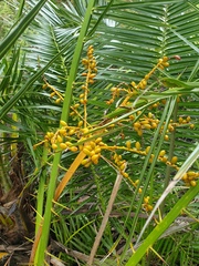 Phoenix canariensis