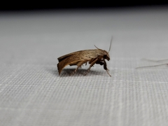 Tortricopsis pyroptis