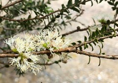 Melaleuca acuminata
