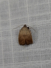 Tortricopsis pyroptis