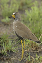 Vanellus senegallus