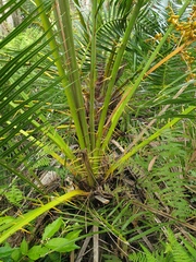 Phoenix canariensis