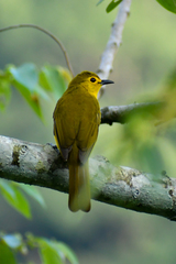 Iole indica