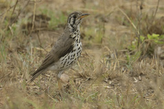 Turdus litsitsirupa