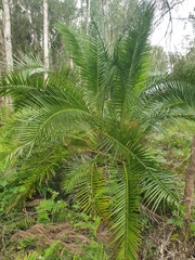 Phoenix canariensis