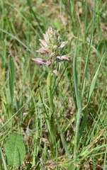 Anacamptis coriophora