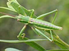 Terpandrus