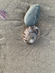 Cellana tramoserica