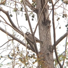 Spodiopsar cineraceus