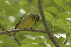 Crithagra mozambica