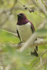 Cinnyricinclus leucogaster