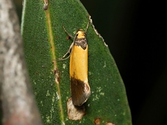 Merocroca automima
