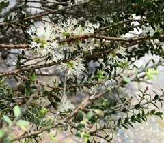 Melaleuca acuminata