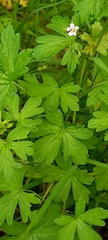 Geranium homeanum
