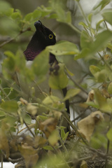 Cinnyricinclus leucogaster