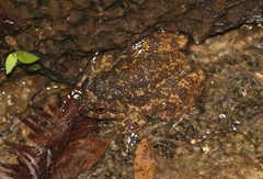 Quasipaa exilispinosa