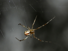 Theridion pyramidale