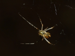 Theridion pyramidale