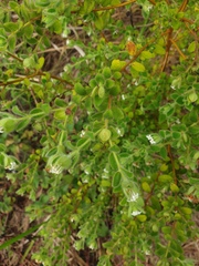 Pimelea altior