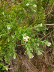 Pimelea altior