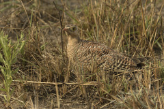 Pterocles bicinctus multicolor