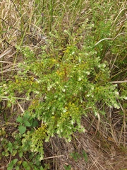 Pimelea altior