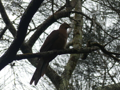 Macropygia phasianella